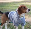 Fashion Plush Cotton Pet Hoodie Hooded Sweater